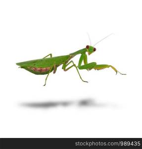 green mantis is standing and looking at the camera isolated on a white background, close up