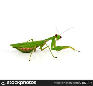 green mantis is standing and looking at the camera on a white background, close up