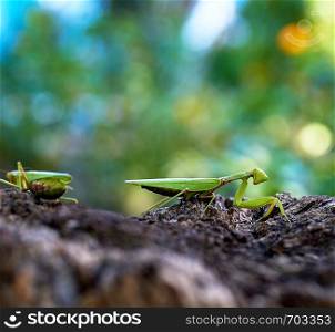 green mantis on a tree trunk, close up, day