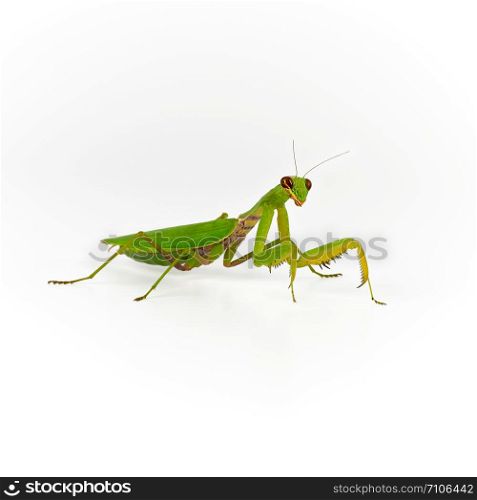 green mantis on a white background looks at the camera, close up