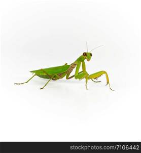 green mantis on a white background looks at the camera, close up