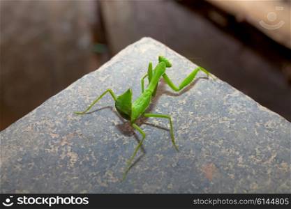 Green Mantis sitting on the table. macro