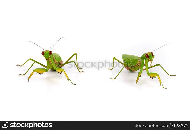 green mantis stands on a white background, close up
