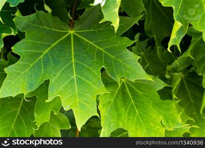 Green maple leafs background. Nature concept. Green maple leafs nature background