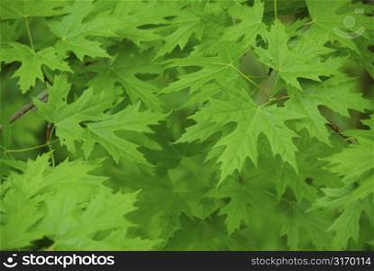 Green maple leaves background