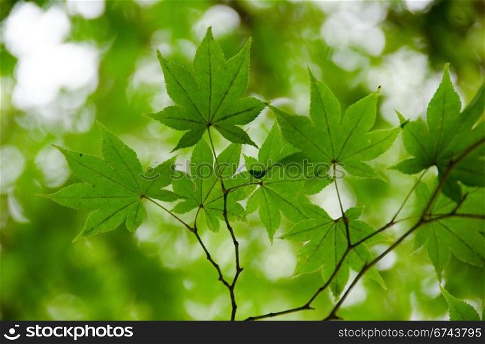 Green maple leaves background. A branch of green maple leaves as background structure