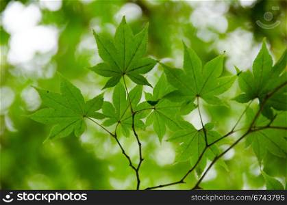 Green maple leaves background. A branch of green maple leaves as background structure