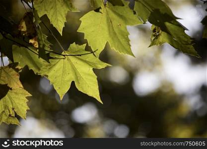 Green maple leaves in summer, beautiful bokeh