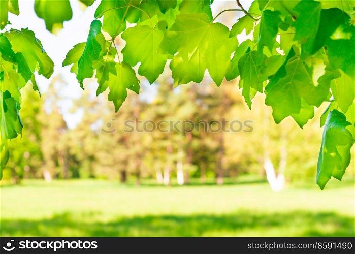 Green maple leaves in sunny forest with green grass