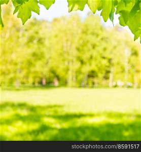 Green maple leaves in sunny forest with green grass