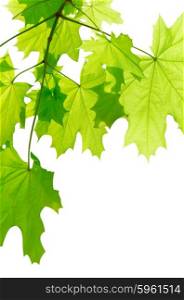 Green maple leaves isolated on white