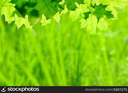 Green maple leaves on defocused floral background