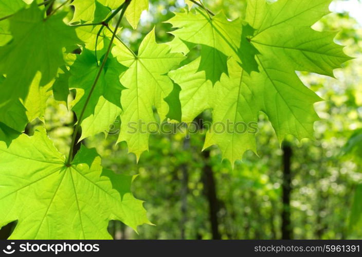 Green maple leaves on defocused green background