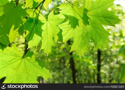 Green maple leaves on defocused green background