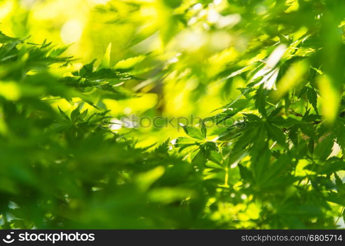 Green maple leaves, selective focus