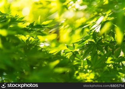 Green maple leaves, selective focus