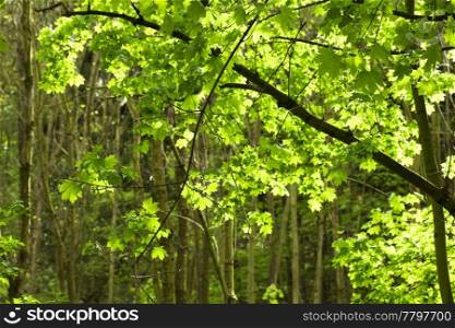 green maple tree on the background of the sunny sky