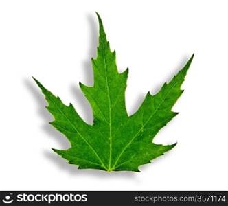 green mapple leaf isolated