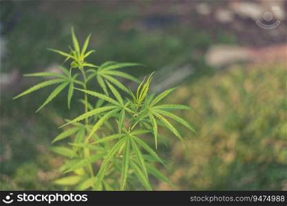 Green Marijuana tree cannabis plant narcotic herbal in greenhouse. Hemp leaf made cannabis crude oil at medicine farm. CBC, THC herb agriculture by Weed leaf Drug and medicine healthcare concept