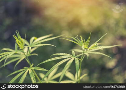 Green Marijuana tree cannabis plant narcotic herbal in greenhouse. Hemp leaf made cannabis crude oil medicine farm on sun light. CBC, THC herb agriculture Weed leaf Drug, medicine healthcare concept