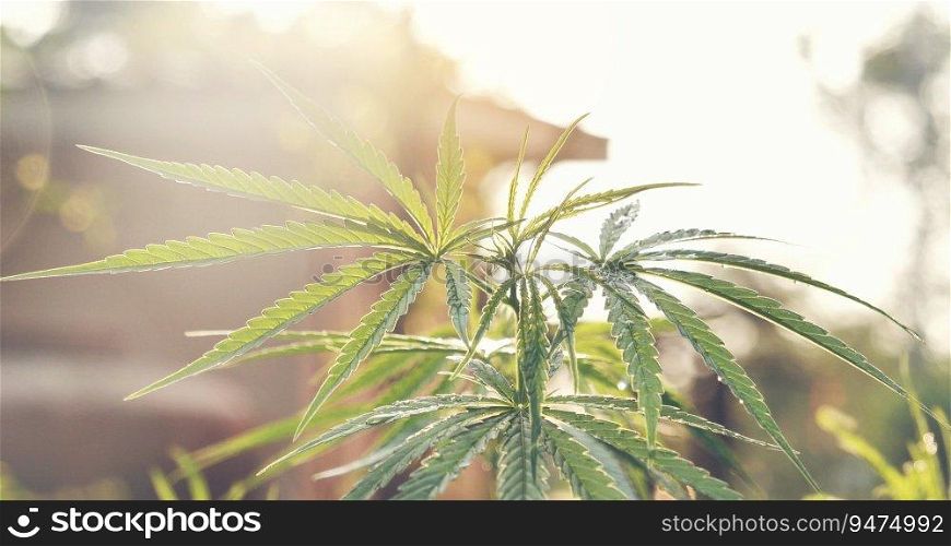 Green Marijuana tree cannabis plant narcotic herbal in greenhouse. Hemp leaf made cannabis crude oil medicine farm on sun light. CBC, THC herb agriculture Weed leaf Drug, medicine healthcare concept