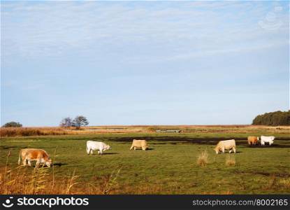 Green marshland with sunlit grazing cattle at the swedish island Oland in Sweden