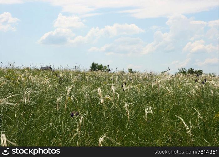 Green Mat-grass on a background dark blue sky. (Khomutovskaya steppe)