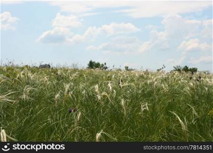 Green Mat-grass on a background dark blue sky. (Khomutovskaya steppe)