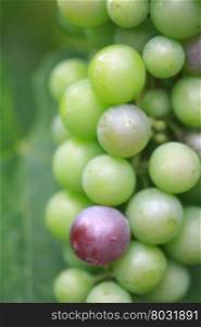 Green maturing grapes, one purple