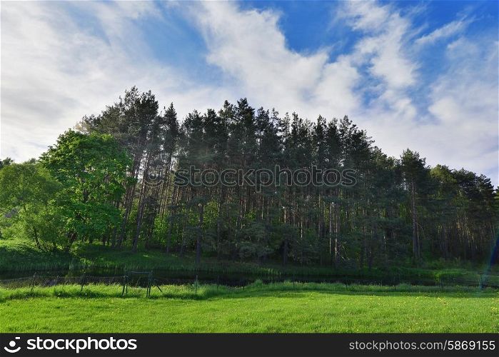green meadow and trees. spring landscape