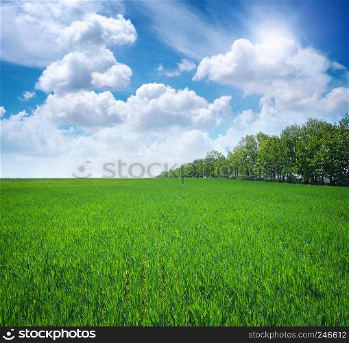 Green meadow. Composition of nature.