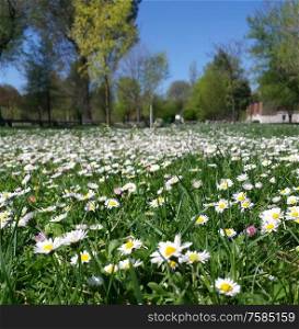 green meadow full of flowers white daisies