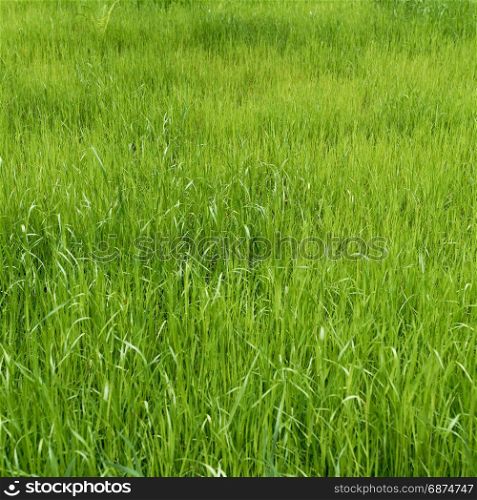 Green meadow. grass field