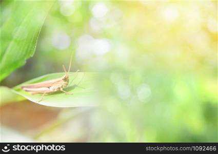 Green meadow grasshopper on plant soft focus nature light blur background