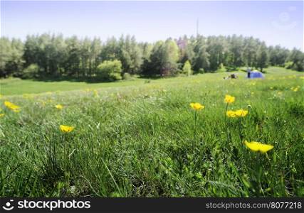 Green meadow in a forest and tent. Yellow flowers on foreground