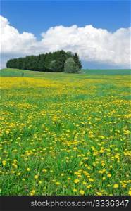 Green meadow in May, covered with yellow flowers of dandelions, and blue sky with clouds.