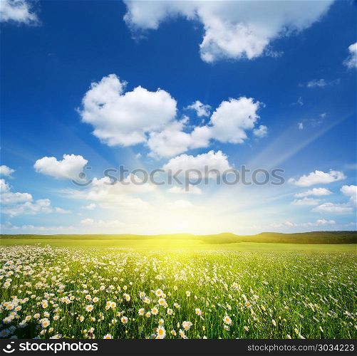 Green meadow in mountain and daisy flower. Composition of nature.