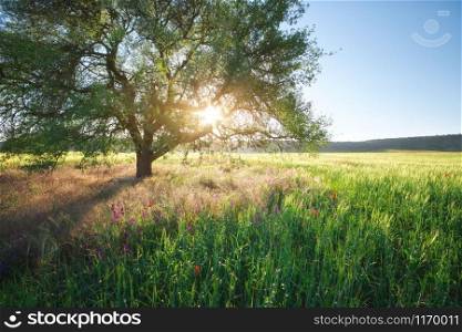 Green meadow in mountain and spring tree. Composition of nature.