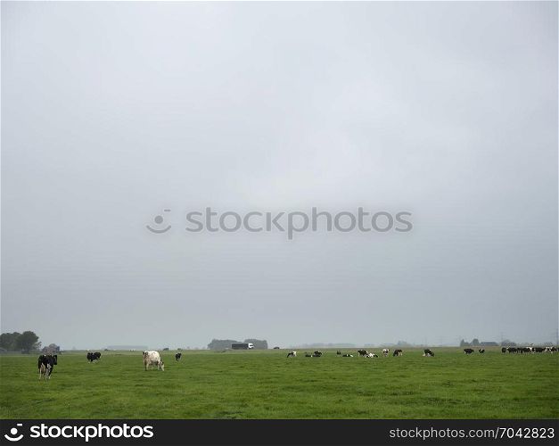 green meadow landscape with black and white holstein cows north of groningen city in the netherlands