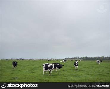 green meadow landscape with black and white holstein cows north of groningen city in the netherlands