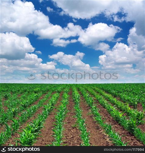 Green meadow of rows. Nature composition.