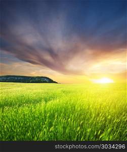 Green meadow on the sunset. Composition of nature.. Green meadow on the sunset