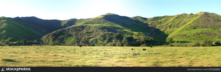 Green meadow valley with cattles near Ojai and Ventura.