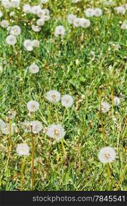 green meadow with blowball dandelions in summer day