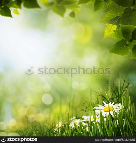 Green meadow with daisy flowes, natural backgrounds for your design