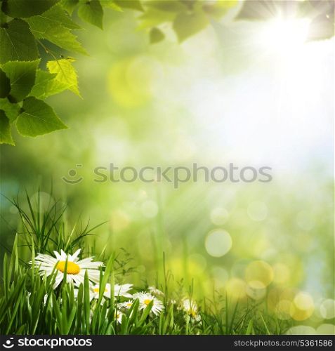 Green meadow with daisy flowes, natural backgrounds for your design