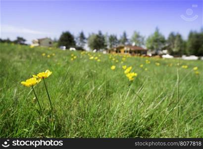 Green meadow with flowers and chalet on the background