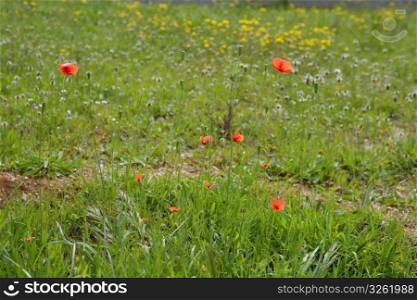 green meadow with red spring flowers in spain