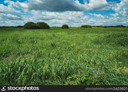 Green meadow with tall grass and clouds at the sky, Czulczyce, Lubelskie, Poland