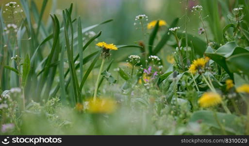 Green meadow with yellow blooming dandelions on a spring day